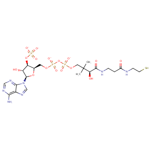 1s60_1 Structure